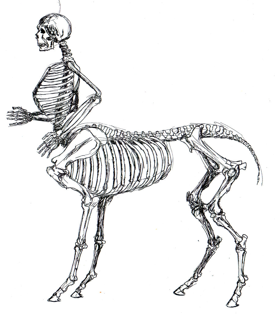skeletal_centaur_anatomy_study_by_tursiart-d1ov3yk